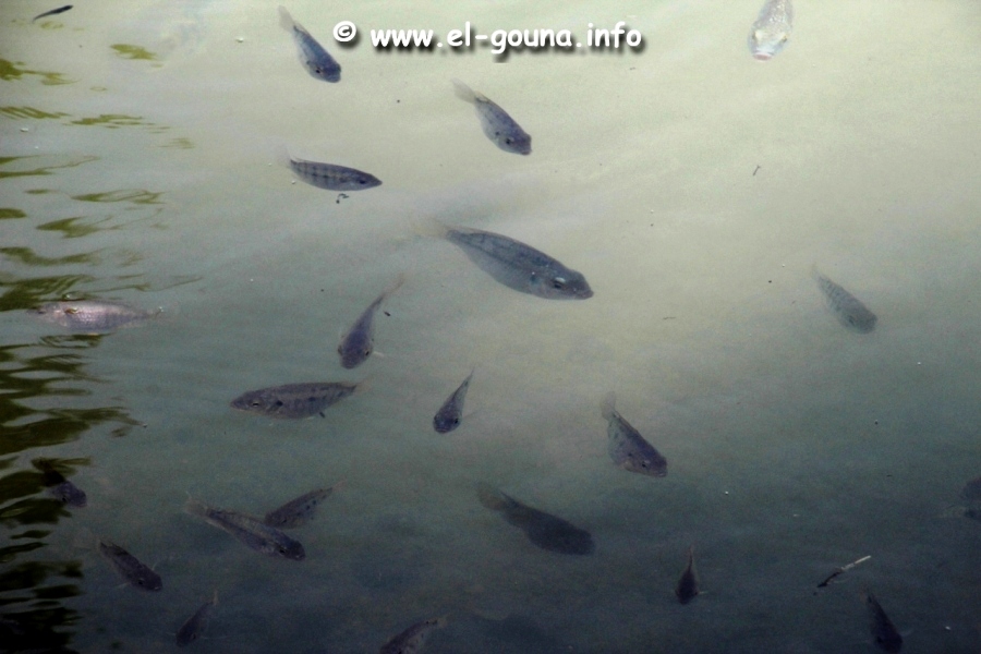 El Gouna Fishfarm 3692